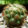 21 _Coryphantha_ kracikii _KKR_ 339 _01